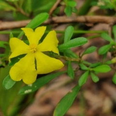 Hibbertia linearis (Showy Guinea Flower) at Ulladulla Wildflower Reserve - 24 Feb 2024 by trevorpreston