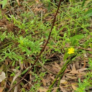 Hibbertia linearis at Ulladulla Wildflower Reserve - 24 Feb 2024