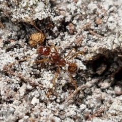 Aphaenogaster longiceps (Funnel ant) at Ulladulla, NSW - 24 Feb 2024 by trevorpreston