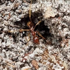 Aphaenogaster longiceps at Ulladulla Wildflower Reserve - 24 Feb 2024 02:51 PM
