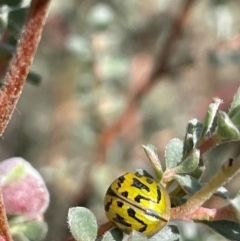 Paropsisterna obliterata (Obliterate Melaleuca Leaf Beetle) at Tinderry, NSW - 19 Feb 2024 by JaneR