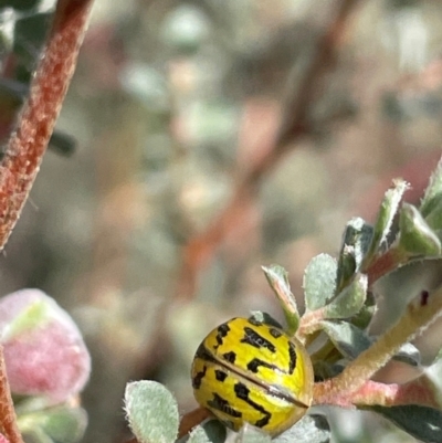 Paropsisterna obliterata (Obliterate Melaleuca Leaf Beetle) at Tinderry, NSW - 19 Feb 2024 by JaneR