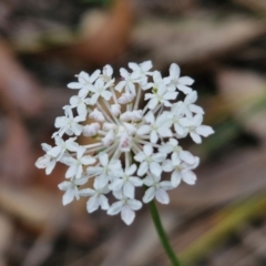 Trachymene incisa subsp. incisa at Ulladulla, NSW - 24 Feb 2024 by trevorpreston