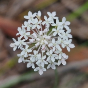 Trachymene incisa subsp. incisa at Ulladulla Wildflower Reserve - 24 Feb 2024