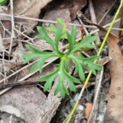 Trachymene incisa subsp. incisa at Ulladulla Wildflower Reserve - 24 Feb 2024