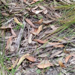 Trachymene incisa subsp. incisa at Ulladulla Wildflower Reserve - 24 Feb 2024 02:48 PM