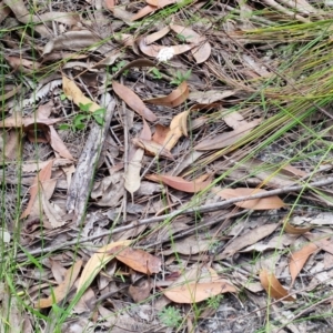 Trachymene incisa subsp. incisa at Ulladulla Wildflower Reserve - 24 Feb 2024 02:48 PM