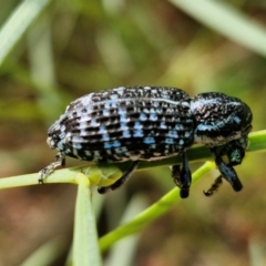 Chrysolopus spectabilis (Botany Bay Weevil) at Ulladulla, NSW - 24 Feb 2024 by trevorpreston