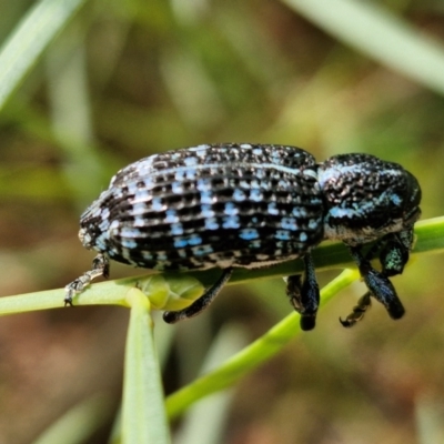 Chrysolopus spectabilis (Botany Bay Weevil) at Ulladulla Wildflower Reserve - 24 Feb 2024 by trevorpreston