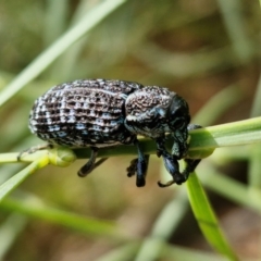 Chrysolopus spectabilis at Ulladulla Wildflower Reserve - 24 Feb 2024 02:46 PM