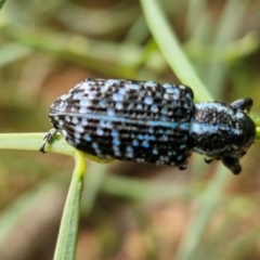 Chrysolopus spectabilis at Ulladulla Wildflower Reserve - 24 Feb 2024 02:46 PM