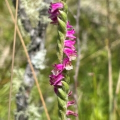 Spiranthes australis (Austral Ladies Tresses) at Tinderry, NSW - 19 Feb 2024 by JaneR