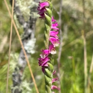 Spiranthes australis at Mt Holland - 19 Feb 2024