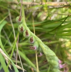 Spiranthes australis at Mt Holland - 19 Feb 2024