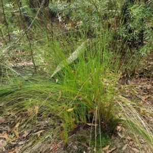 Lepidosperma urophorum at Ulladulla, NSW - 24 Feb 2024