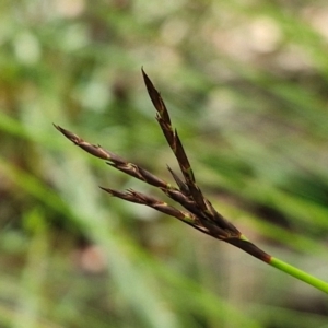 Lepidosperma urophorum at Ulladulla, NSW - 24 Feb 2024