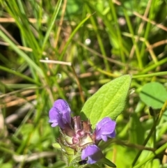 Prunella vulgaris (Self-heal, Heal All) at Mt Holland - 19 Feb 2024 by JaneR