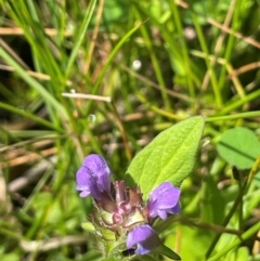 Prunella vulgaris (Self-heal, Heal All) at Tinderry, NSW - 19 Feb 2024 by JaneR
