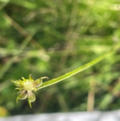 Ranunculus lappaceus (Australian Buttercup) at Tinderry, NSW - 19 Feb 2024 by JaneR