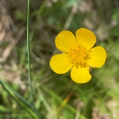 Ranunculus lappaceus at Mt Holland - 19 Feb 2024 02:42 PM