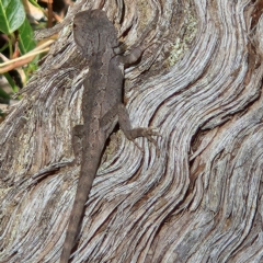 Amphibolurus muricatus (Jacky Lizard) at Oaks Estate, ACT - 24 Feb 2024 by NathanaelC