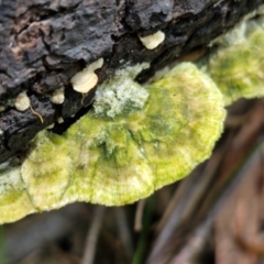 Unidentified Teeth on underside at Ulladulla Wildflower Reserve - 24 Feb 2024 by trevorpreston