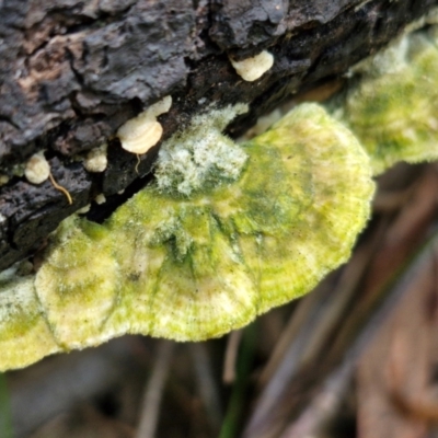 Unidentified Teeth on underside at Ulladulla Wildflower Reserve - 24 Feb 2024 by trevorpreston