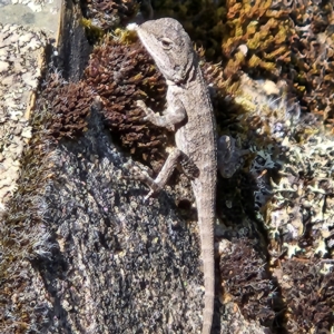 Amphibolurus muricatus at Molonglo Gorge - 24 Feb 2024