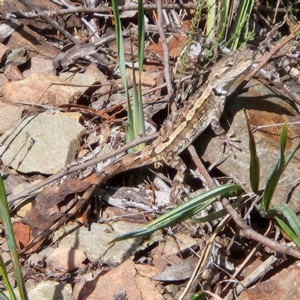 Amphibolurus muricatus at Molonglo Gorge - 24 Feb 2024