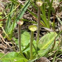 Solenogyne gunnii (Solengyne) at Tinderry, NSW - 19 Feb 2024 by JaneR