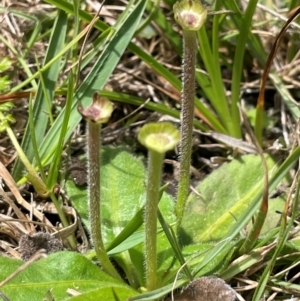 Solenogyne gunnii at Mt Holland - 19 Feb 2024