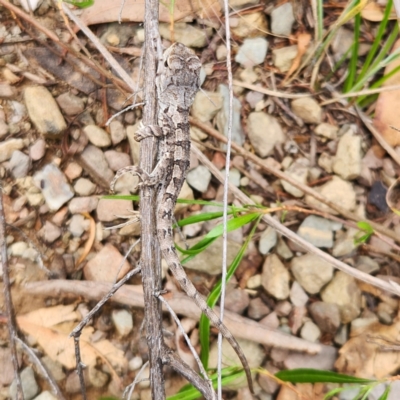 Amphibolurus muricatus (Jacky Lizard) at Oaks Estate, ACT - 24 Feb 2024 by NathanaelC