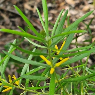 Persoonia mollis (Soft Geebung) at Ulladulla, NSW - 24 Feb 2024 by trevorpreston