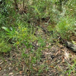 Persoonia mollis at Ulladulla Wildflower Reserve - 24 Feb 2024 02:43 PM