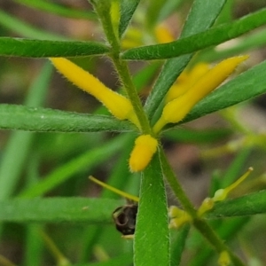 Persoonia mollis at Ulladulla Wildflower Reserve - 24 Feb 2024