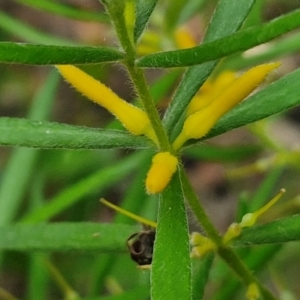 Persoonia mollis at Ulladulla Wildflower Reserve - 24 Feb 2024 02:43 PM