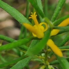 Persoonia mollis at Ulladulla Wildflower Reserve - 24 Feb 2024