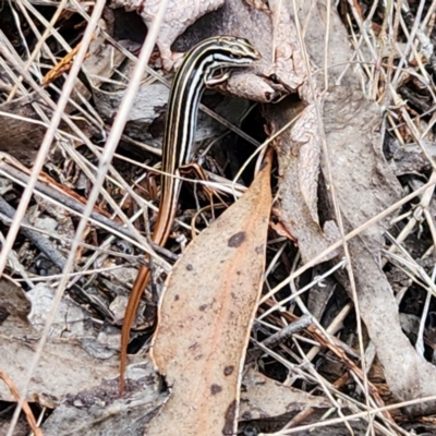 Ctenotus taeniolatus (Copper-tailed Skink) at Molonglo Gorge - 24 Feb 2024 by NathanaelC