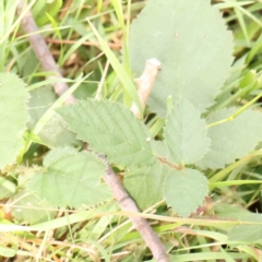 Rubus anglocandicans (Blackberry) at Black Mountain - 21 Feb 2024 by ConBoekel