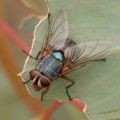 Calliphora vicina (European bluebottle) at Black Mountain - 20 Feb 2024 by ConBoekel