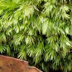 Unverified Moss, Liverwort or Hornwort at Ulladulla Wildflower Reserve - 24 Feb 2024 by trevorpreston