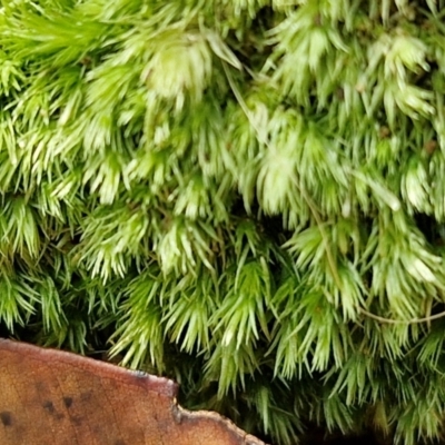 Unidentified Moss, Liverwort or Hornwort at Ulladulla Wildflower Reserve - 24 Feb 2024 by trevorpreston