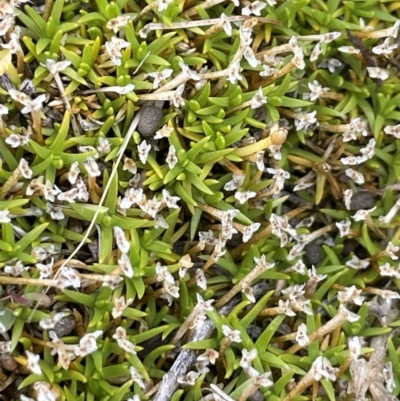 Scleranthus biflorus (Twin-flower Knawel) at Tinderry, NSW - 19 Feb 2024 by JaneR