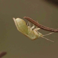 Miridae (family) (Unidentified plant bug) at Black Mountain - 20 Feb 2024 by ConBoekel
