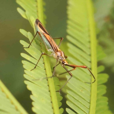 Rayieria acaciae (Acacia-spotting bug) at O'Connor, ACT - 21 Feb 2024 by ConBoekel