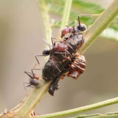 Jalmenus ictinus at Black Mountain - 21 Feb 2024