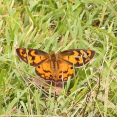 Heteronympha penelope (Shouldered Brown) at O'Connor, ACT - 21 Feb 2024 by ConBoekel