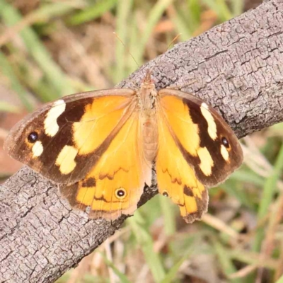 Heteronympha merope (Common Brown Butterfly) at Black Mountain - 21 Feb 2024 by ConBoekel