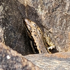 Eulamprus heatwolei (Yellow-bellied Water Skink) at Molonglo Gorge - 24 Feb 2024 by NathanaelC