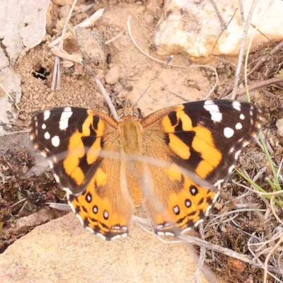 Vanessa kershawi (Australian Painted Lady) at O'Connor, ACT - 20 Feb 2024 by ConBoekel